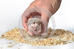 African pygmy hedgehog in hand