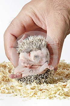 African pygmy hedgehog in hand