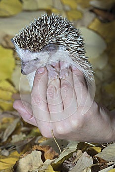 African pygmy hedgehog in hand