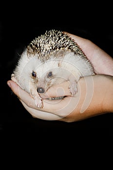 African pygmy hedgehog in hands