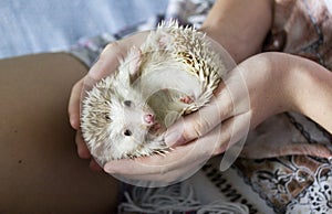 African pygmy hedgehog in the hands of a girl