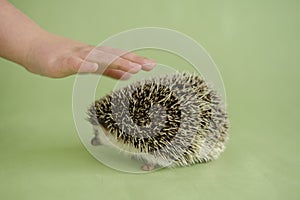 African pygmy hedgehog. Hedgehog and a childs hand on a green background. The child strokes the hedgehog. Interaction