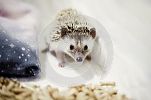 African pygmy hedgehog in his house