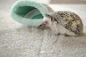 African pygmy hedgehog .House for a hedgehog.Cute hedgehog and soft plush house