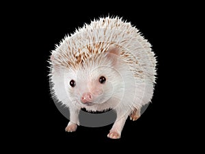 African pygmy hedgehog isolated on black background