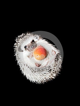 African pygmy hedgehog isolated on black background