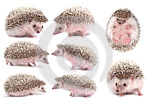 African pygmy hedgehog isolated photo