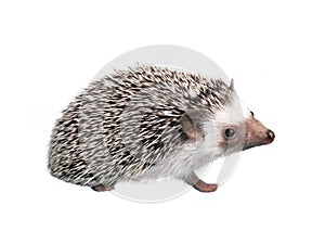 African pygmy hedgehog isolated on white background