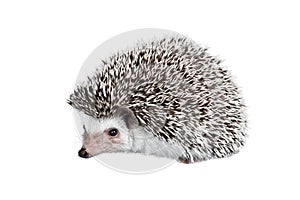 African pygmy hedgehog isolated on white background