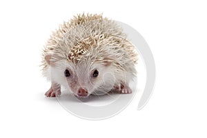 African Pygmy Hedgehog isolated on white background