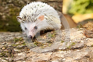 African pygmy hedgehog. Little cute pet.