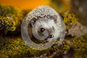 African pygmy hedgehog on moss