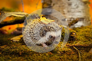 African pygmy hedgehog on moss