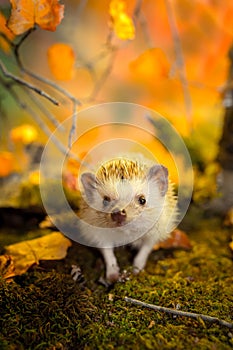 African pygmy hedgehog on moss