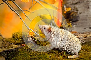 African pygmy hedgehog on moss