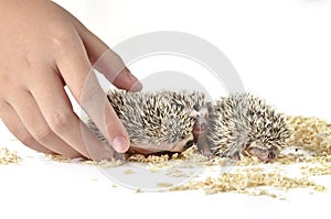 African pygmy hedgehog and one hand