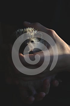 African pygmy hedgehog safely held in the hands