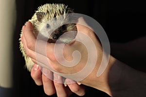 African pygmy hedgehog safely held in the hands