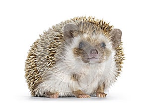 African pygmy hedgehog on white