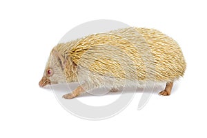 African pygmy Hedgehog on white background