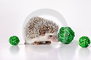African pygmy hedgehog on white background with green rattan decorative balls, looking at the camera
