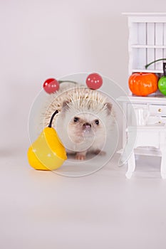 African pygmy hedgehog on a white plate with fruits and vegetables