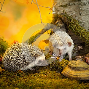 African pygmy hedgehogs on moss