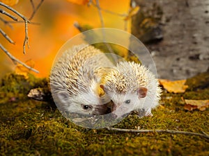 African pygmy hedgehogs on moss