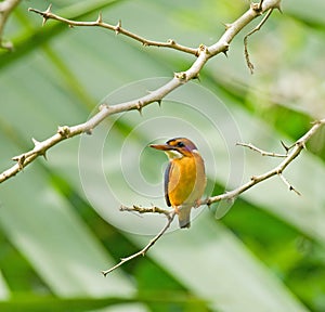 African Pygmy Kingfisher