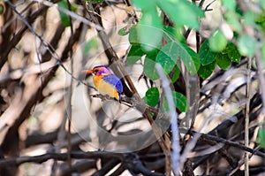 African pygmy Kingfisher