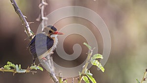 African Pygmy Kingfisher on Branch