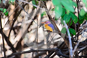 An African Pygmy Kingfisher on a branch