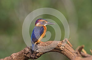 African Pygmy Kingfisher, Ceyx pictus