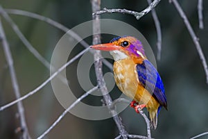 African Pygmy Kingfisher - Ceyx pictus