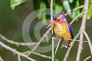 African Pygmy Kingfisher - Ceyx pictus