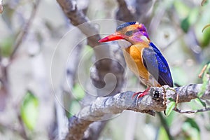 African Pygmy Kingfisher - Ceyx pictus photo