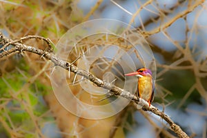 African Pygmy-kingfisher Ispidina picta perched on a branch, Murchison Falls National Park, Uganda.