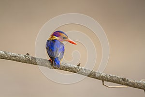 African Pygmy Kingfisher in Kruger National park, South Africa