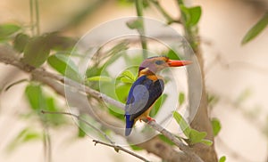 African Pygmy-kingfisher perched on a branch