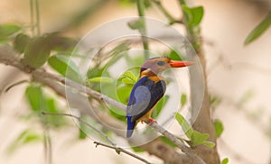 African Pygmy-kingfisher perched on a branch photo