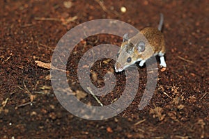 African pygmy mouse