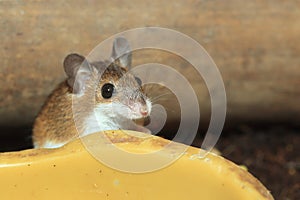 African pygmy mouse