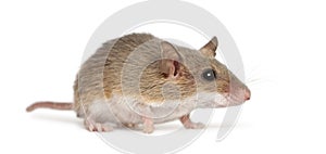 African Pygmy Mouse - Mus minutoides photo