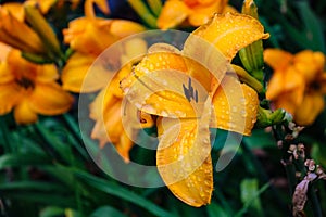 African queen yellow day lily