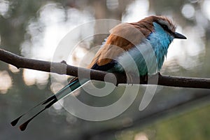 African Racket Tailed Roller Bird