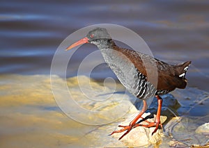 African Rail