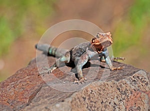 African Rainbow Lizard