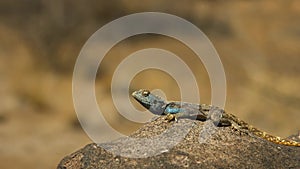 African Rainbow Lizard, Agama Agama, Africa, Wildlife, Wild Nature, Wild Animal