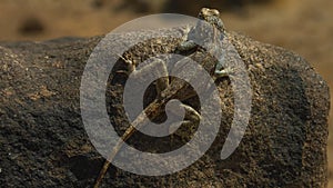 African Rainbow Lizard, Agama Agama, Wild Animal, Africa, Wildlife, Wild Nature