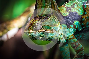 African rainforest veiled chameleon looking close up from branch